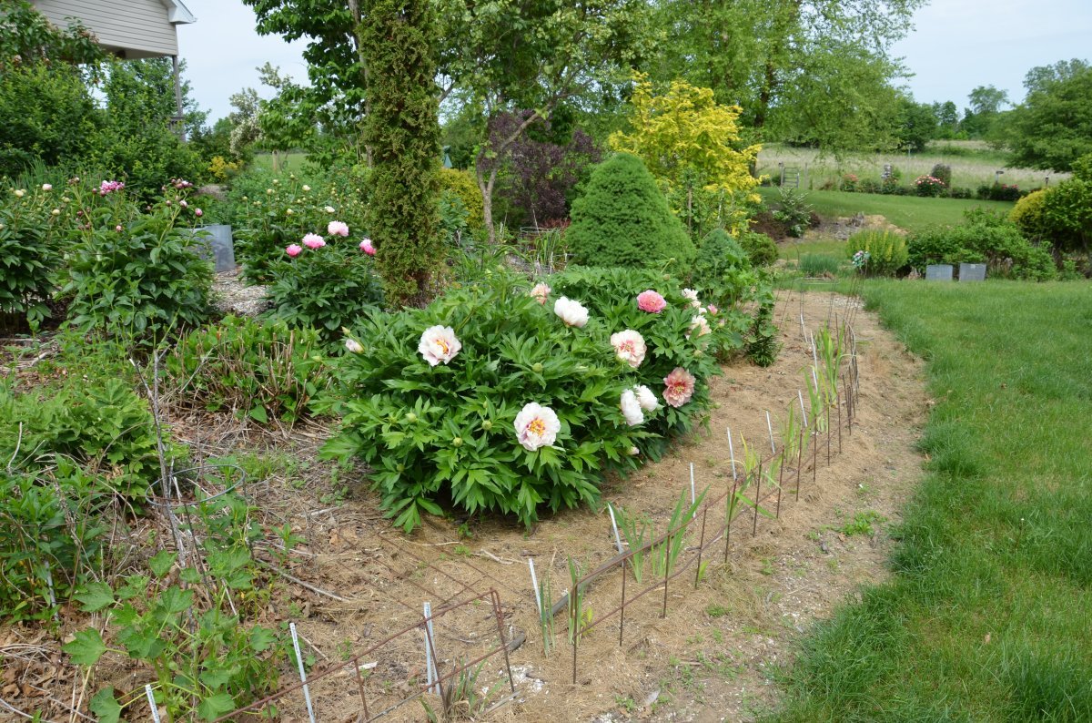 Пион Кора Луиза - фото 4