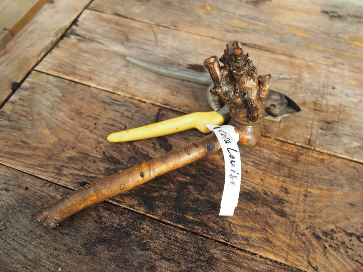 Пион Кора Луиза - фото 6