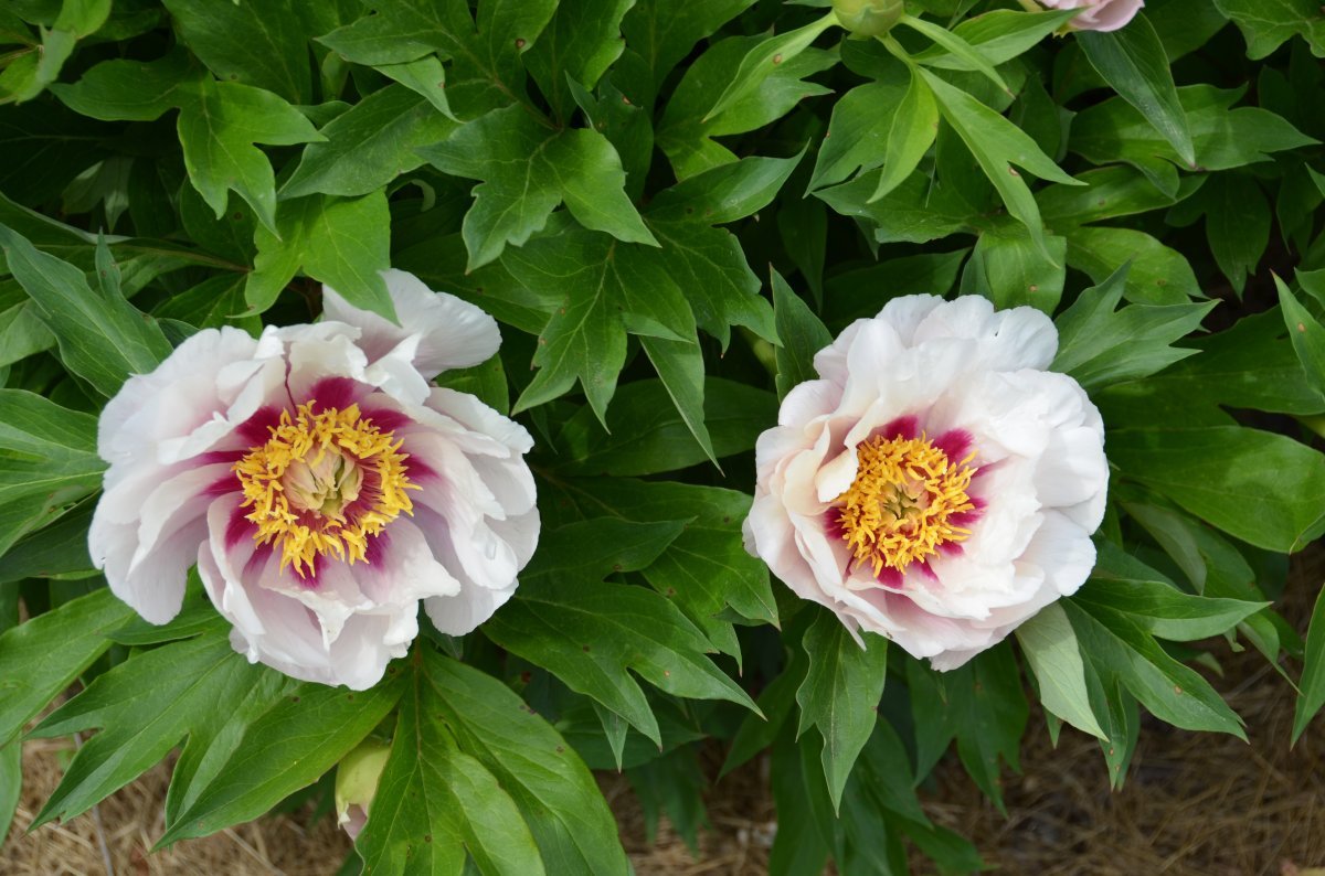 Пион Кора Луиза - фото 3