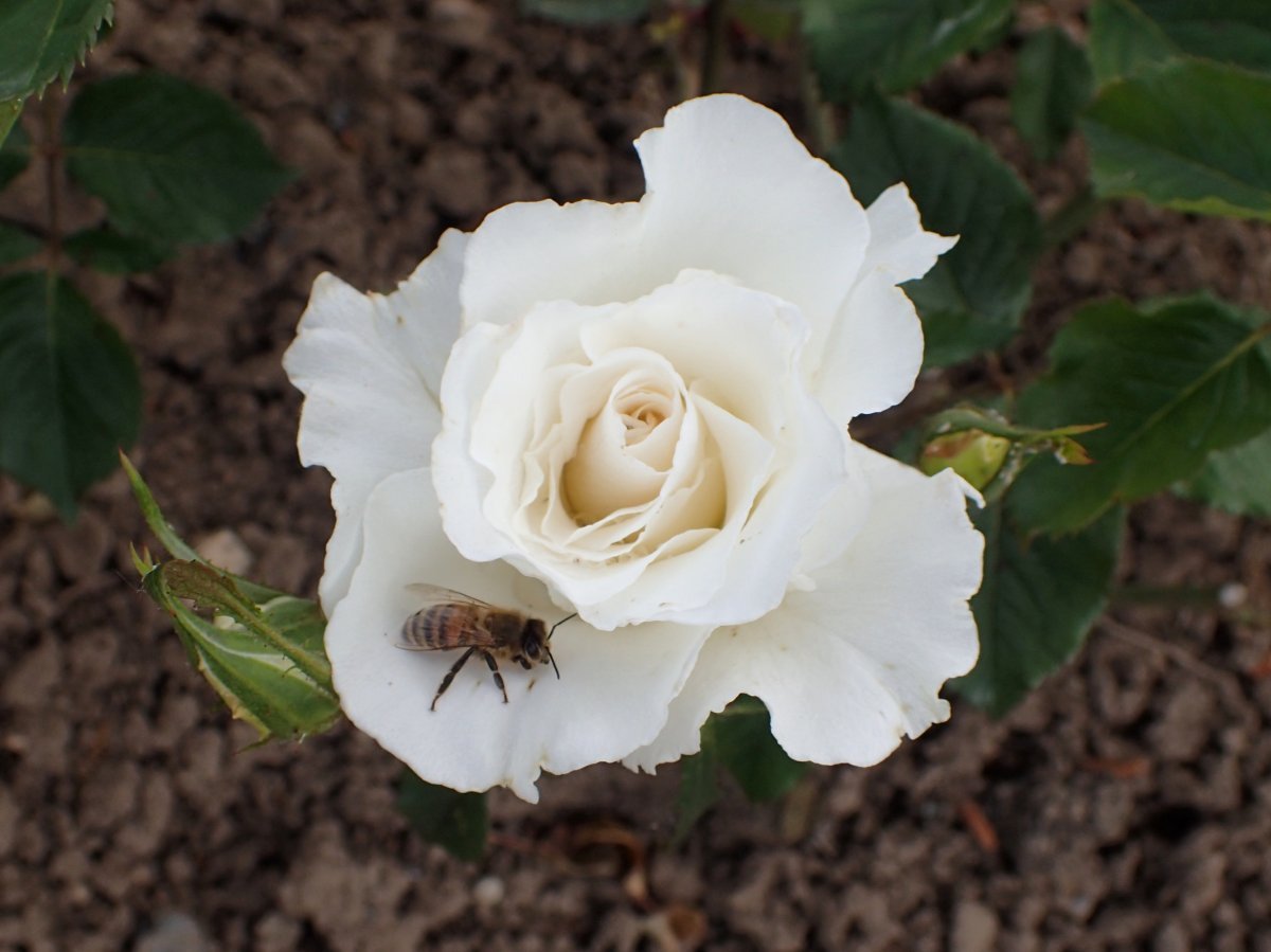 Роза флорибунда Маргарет Мерилл - фото 2