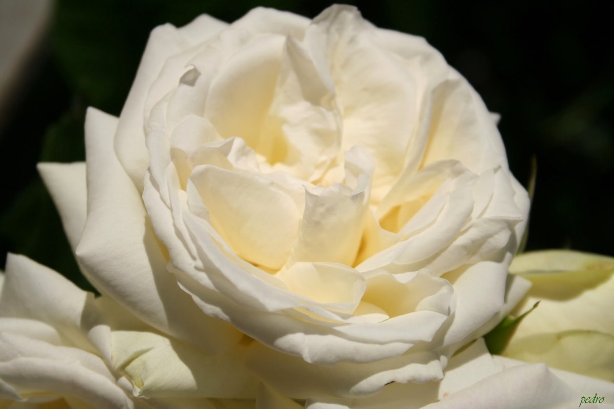 Роза флорибунда Маргарет Мерилл - фото 3