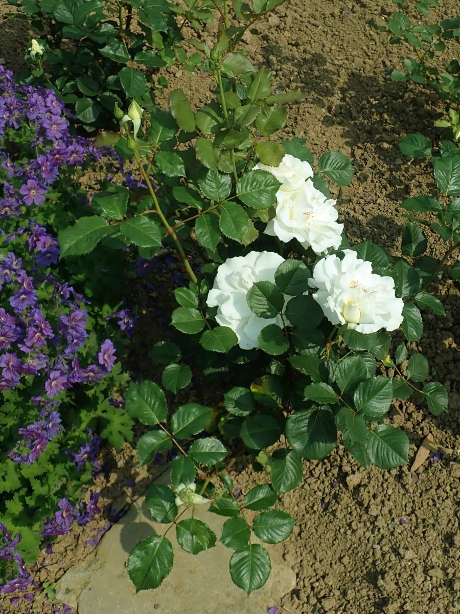 Роза флорибунда Маргарет Мерилл - фото 7