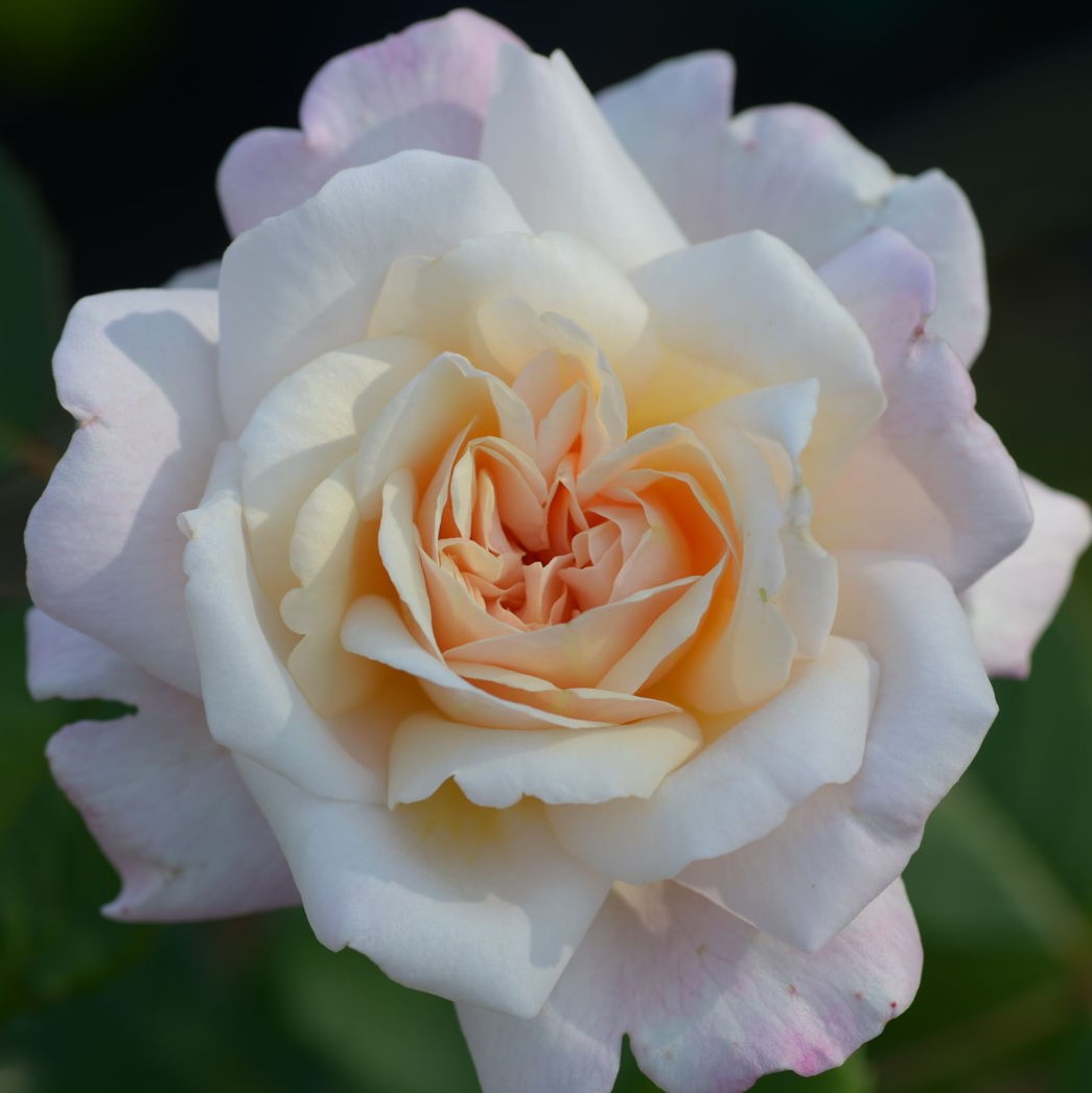 Роза флорибунда Маргарет Мерилл