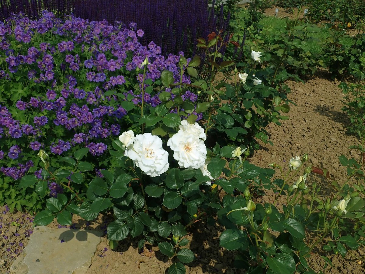 Роза флорибунда Маргарет Мерилл - фото 5