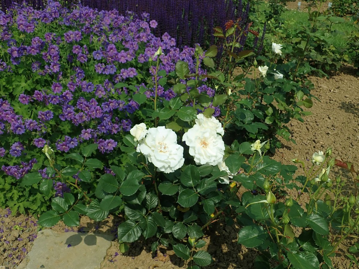 Роза флорибунда Маргарет Мерилл - фото 6