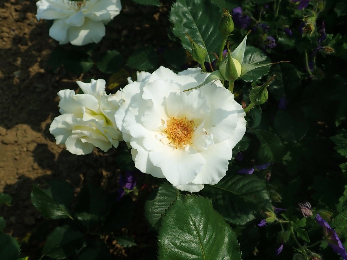 Роза флорибунда Маргарет Мерилл - фото 8