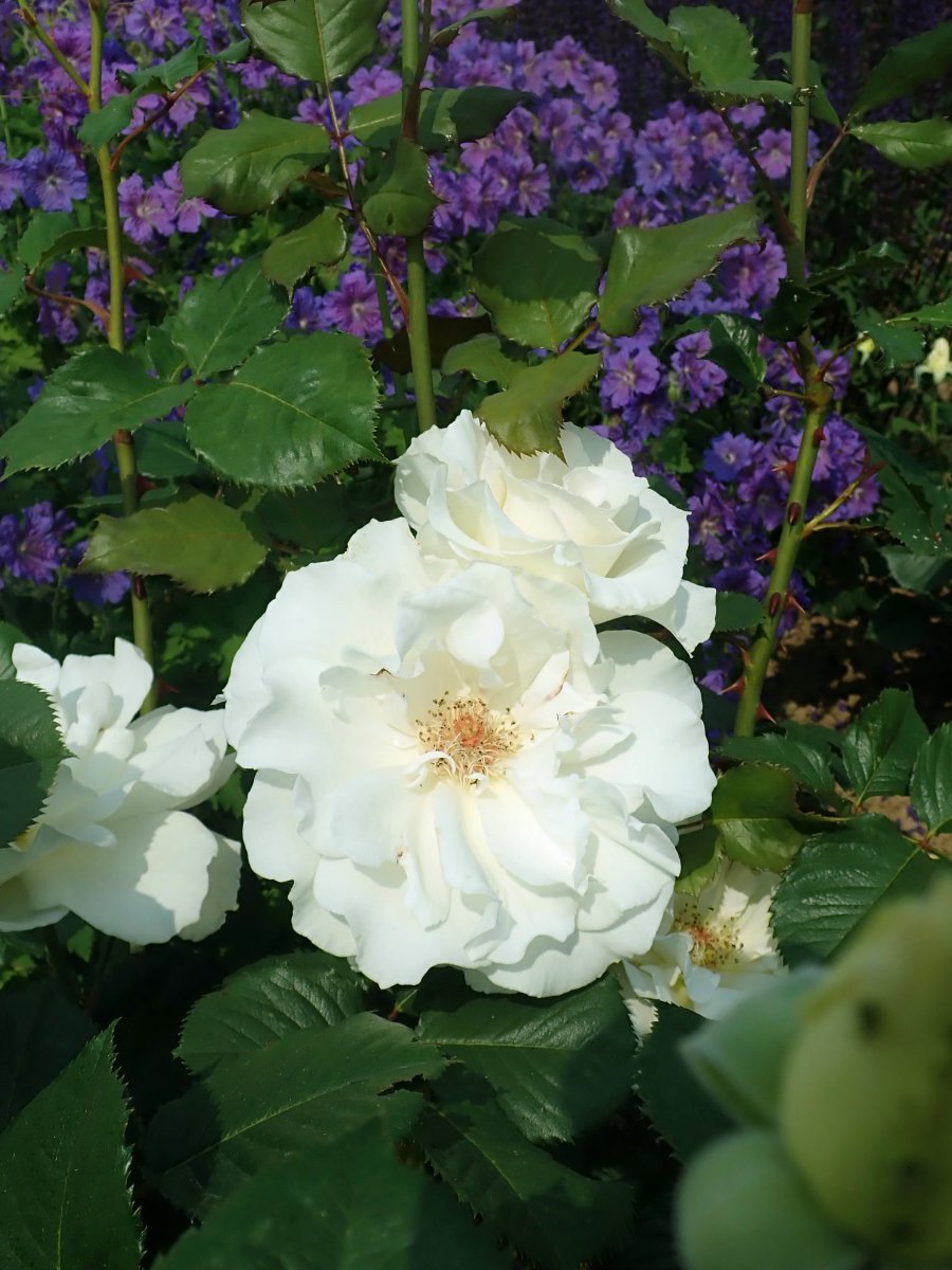 Роза флорибунда Маргарет Мерилл - фото 10