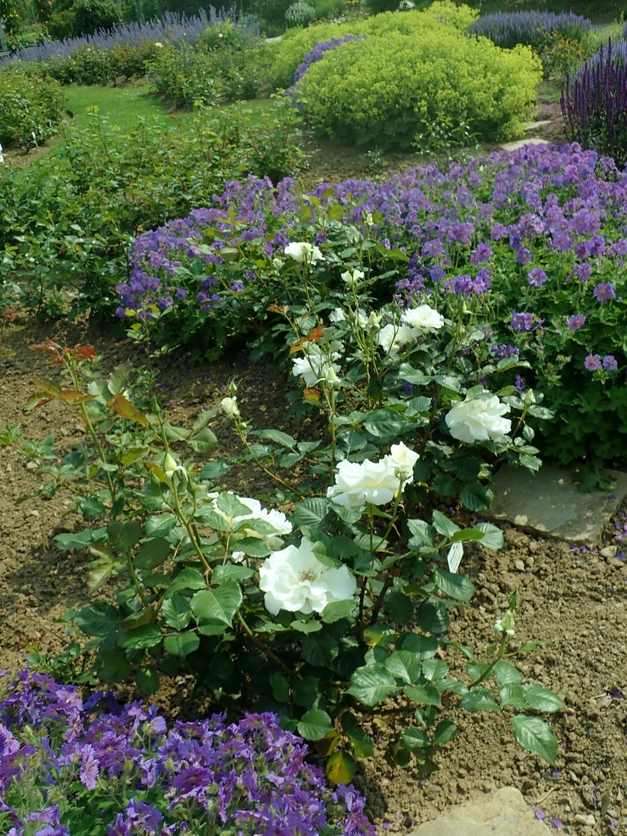 Роза флорибунда Маргарет Мерилл - фото 11