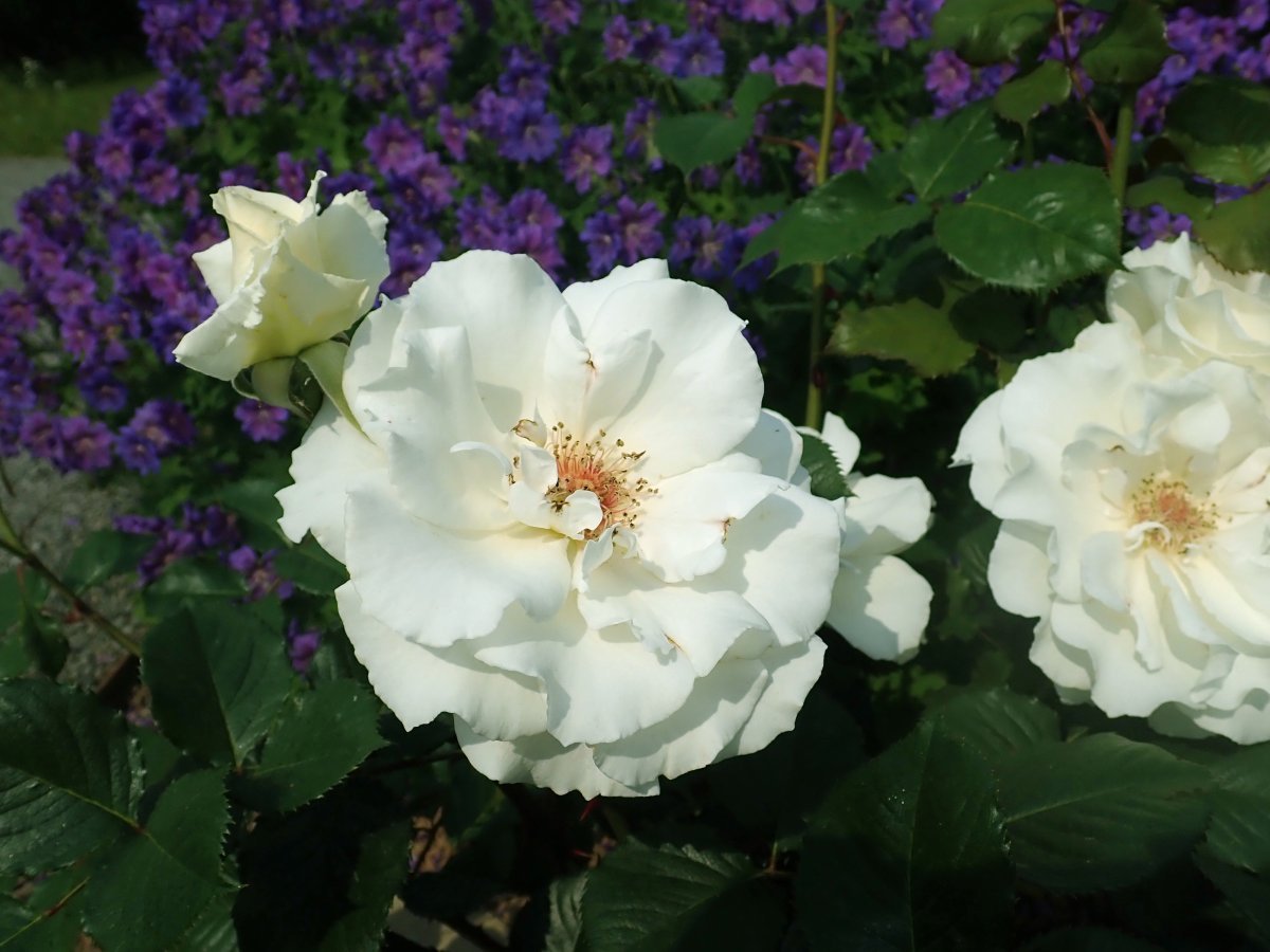 Роза флорибунда Маргарет Мерилл - фото 9