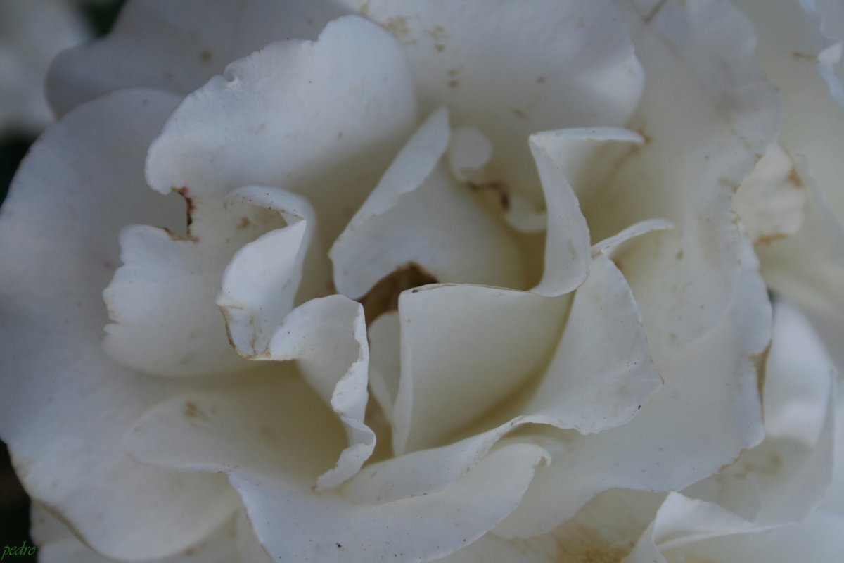 Роза флорибунда Маргарет Мерилл - фото 4