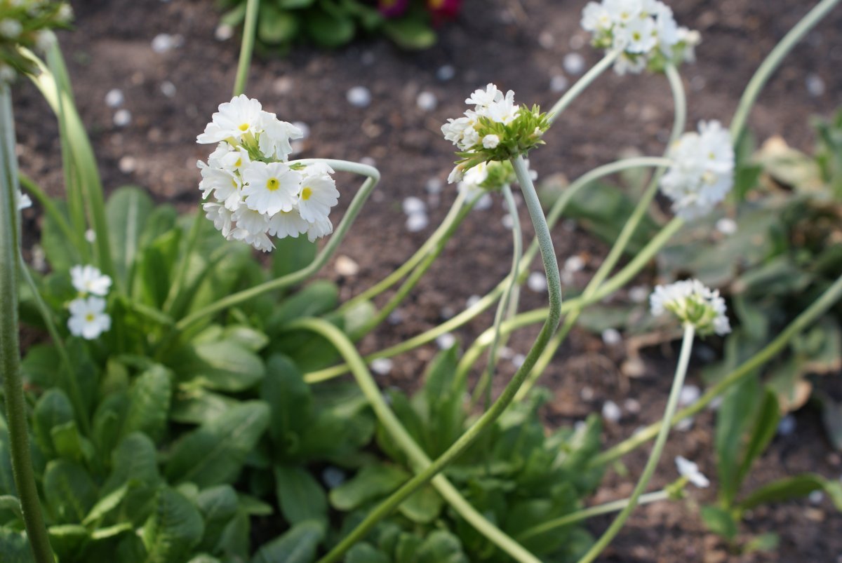 Примула мелкозубчатая Вайт - фото 8