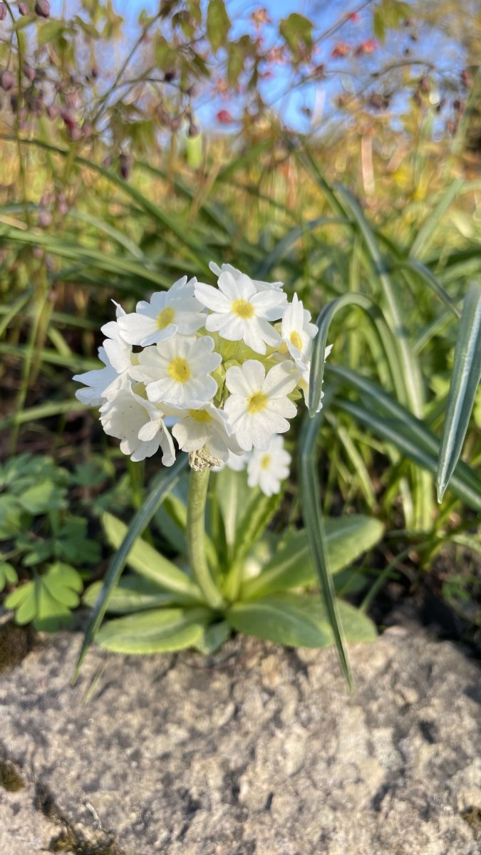 Примула мелкозубчатая Вайт - фото 5