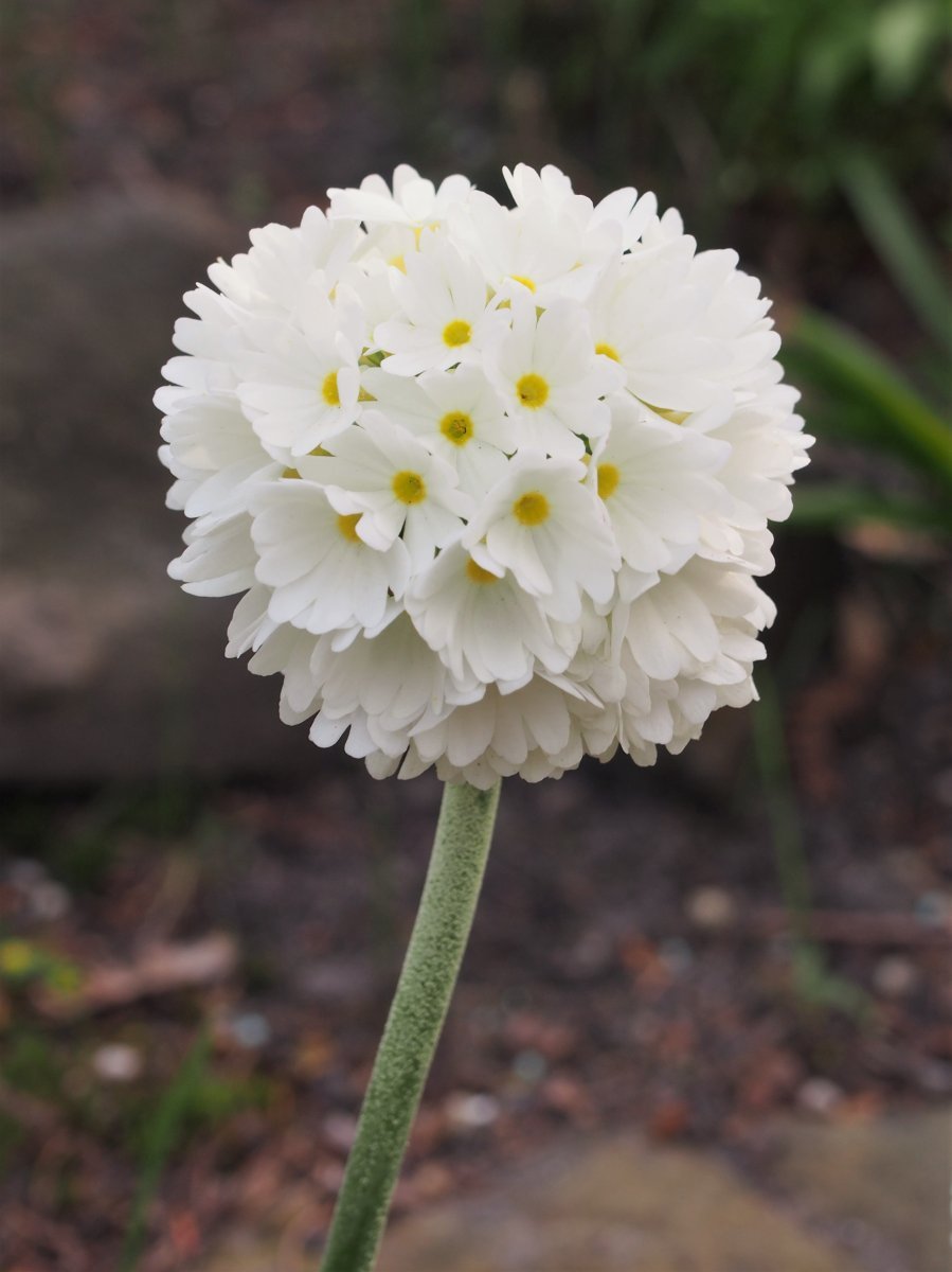 Примула мелкозубчатая Вайт - фото 3