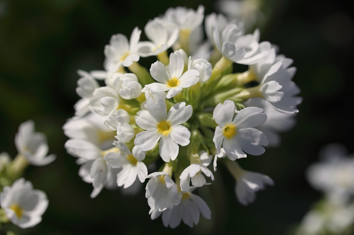 Примула мелкозубчатая Вайт - фото 7