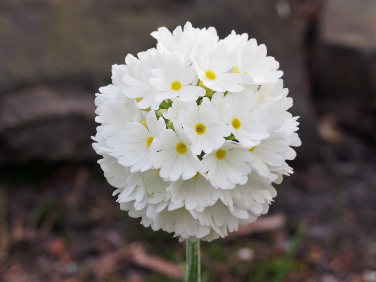 Примула мелкозубчатая Вайт - фото 4