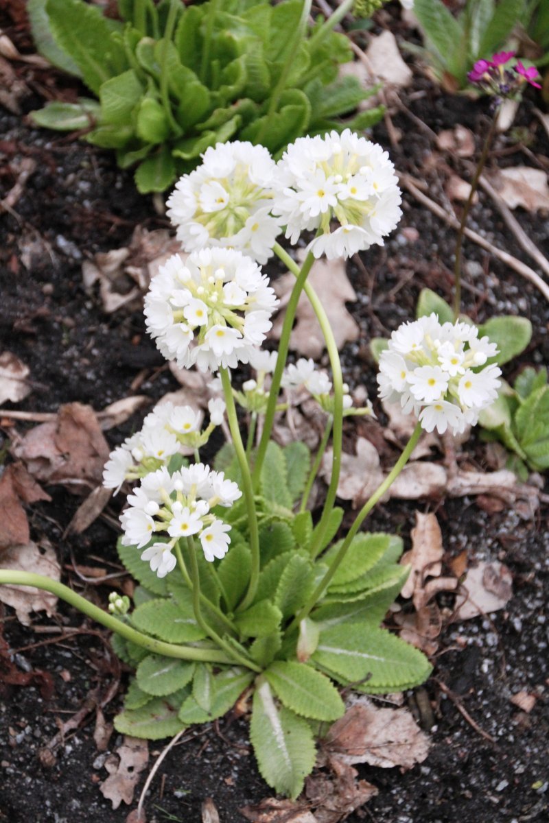 Примула мелкозубчатая Вайт - фото 10