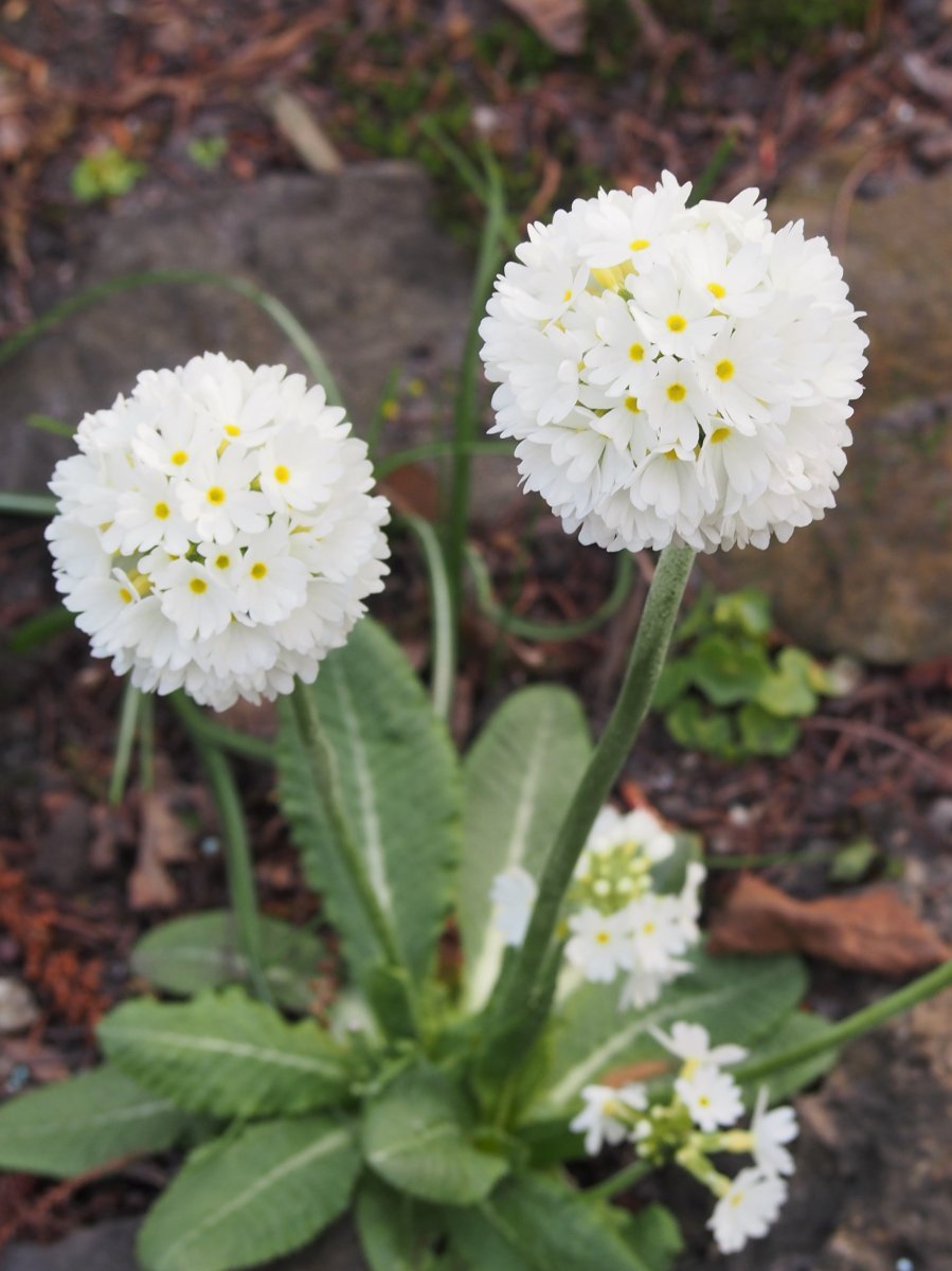 Примула мелкозубчатая Вайт - фото 2