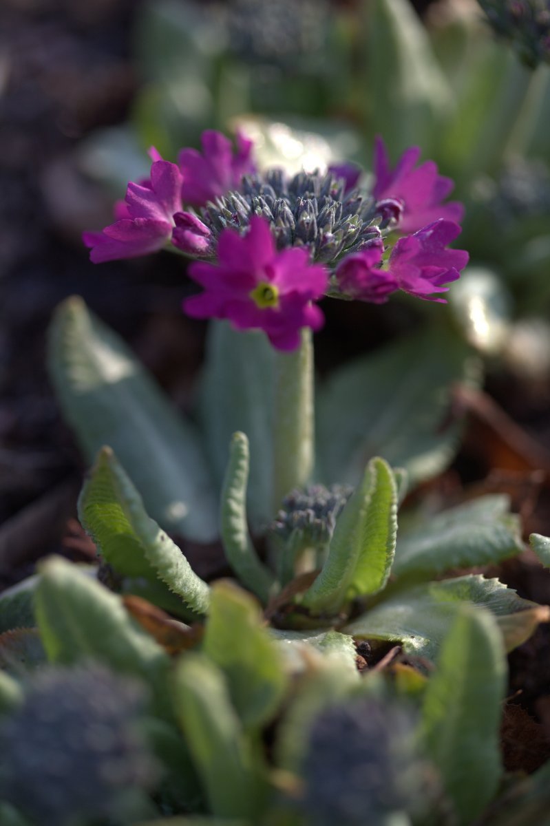 Примула мелкозубчатая Рубин/Лилак - фото 3