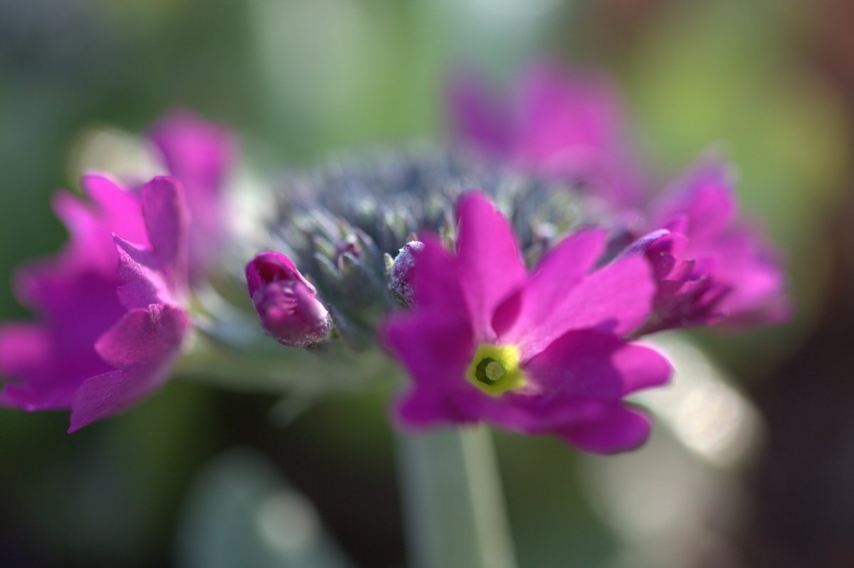 Примула мелкозубчатая Рубин/Лилак - фото 5