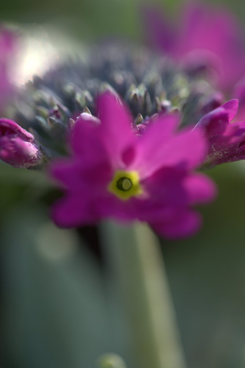 Примула мелкозубчатая Рубин/Лилак - фото 6