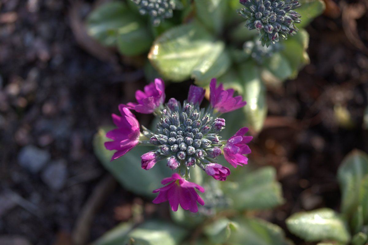 Примула мелкозубчатая Рубин/Лилак