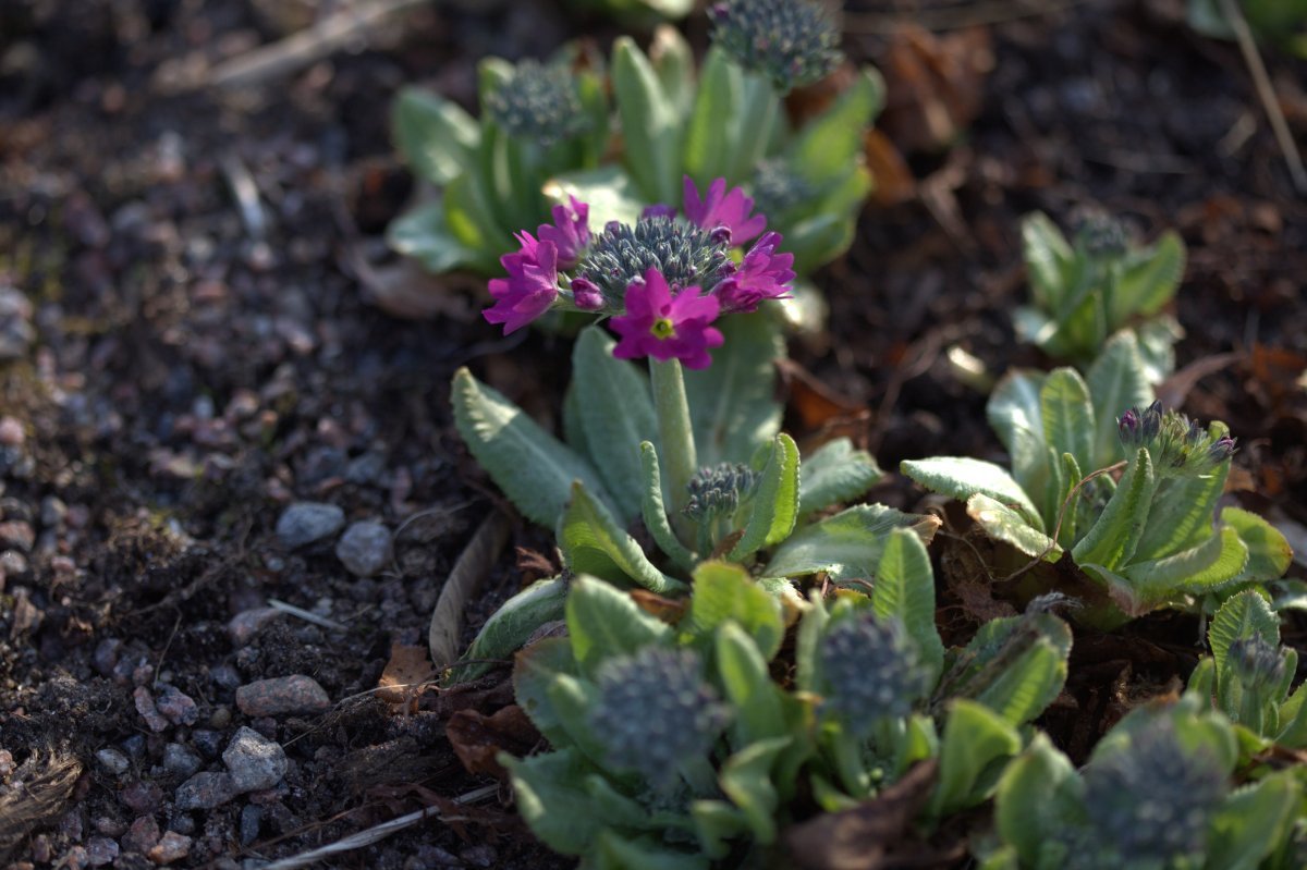 Примула мелкозубчатая Рубин/Лилак - фото 4