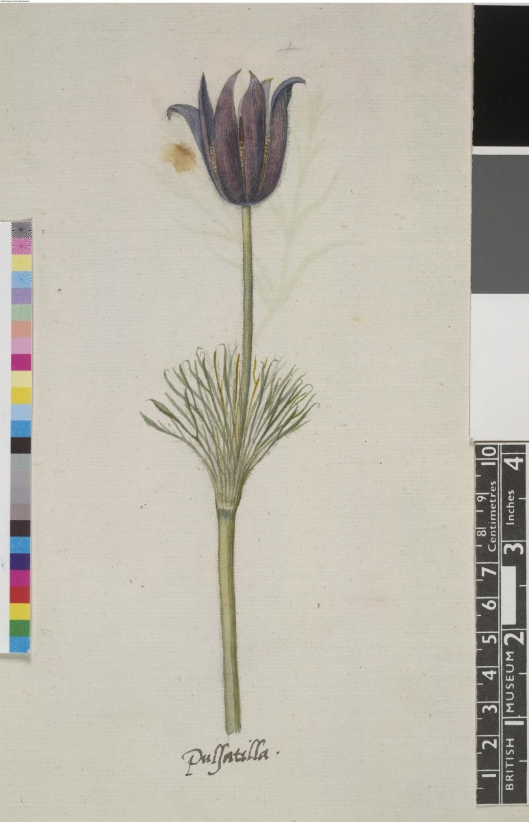 Прострел Вайт