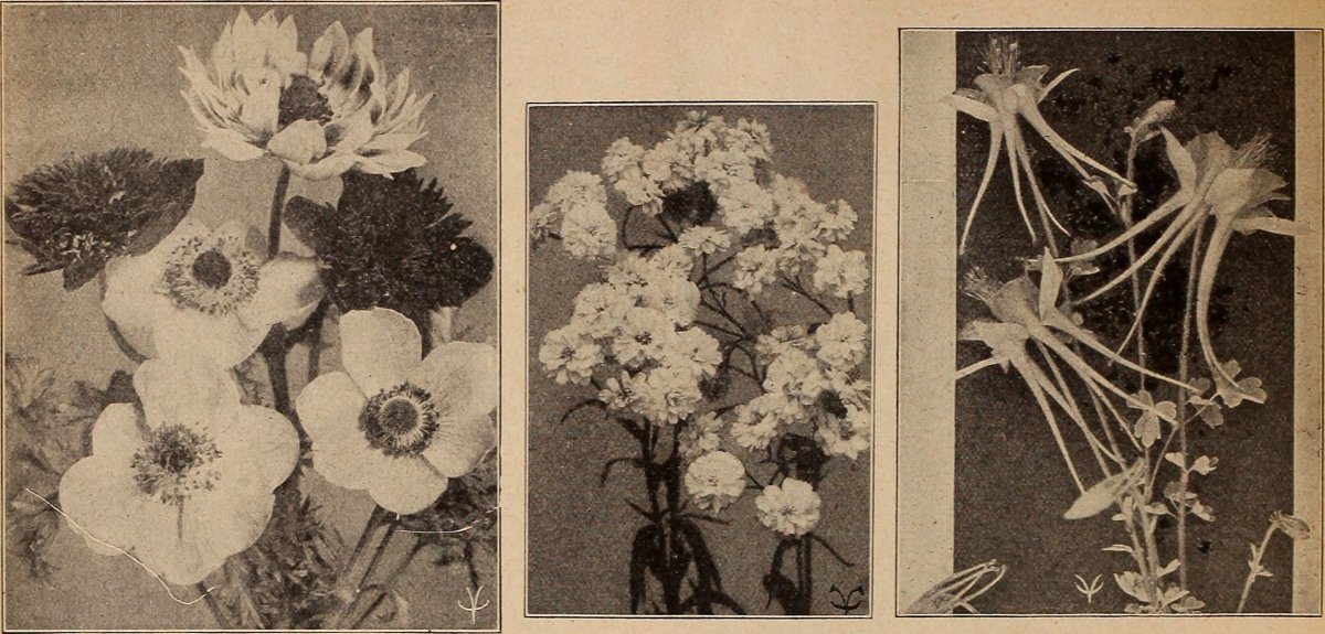 Прострел Вайт - фото 2