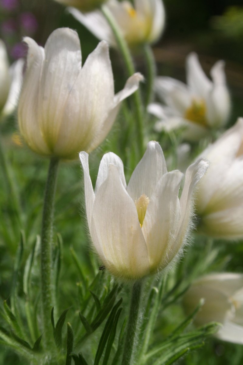 Прострел Вайт - фото 3