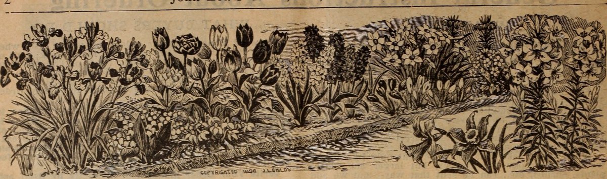 Ранункулюс Микс