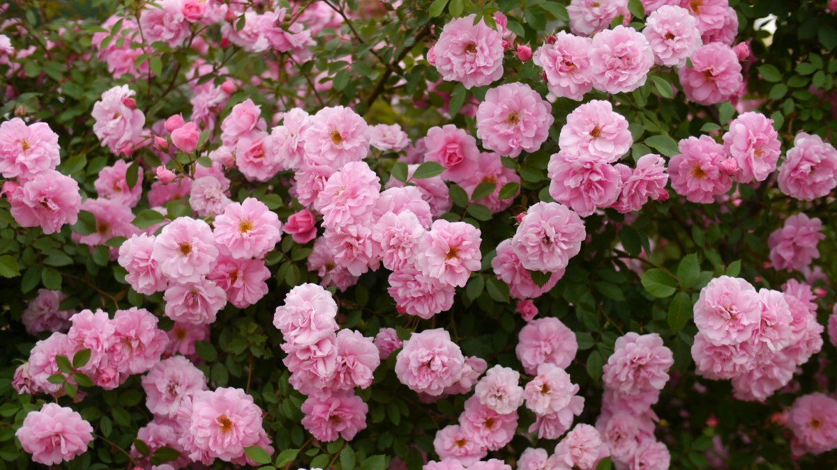 Роза Джон Дэвис канадская парковая - фото 3