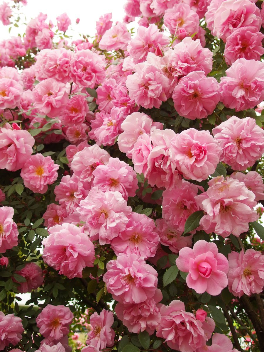 Роза Джон Дэвис канадская парковая - фото 4