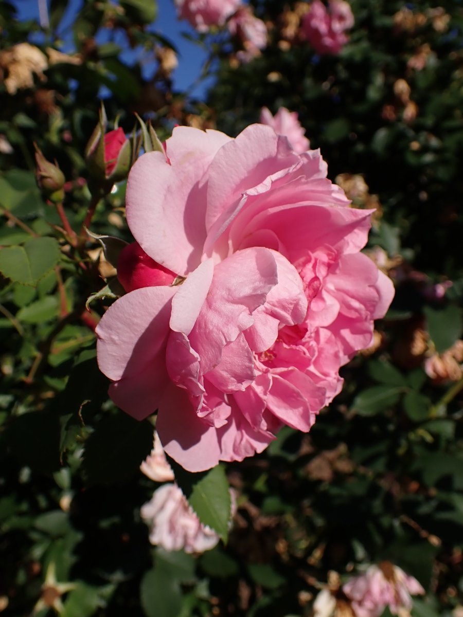 Роза Джон Дэвис канадская парковая