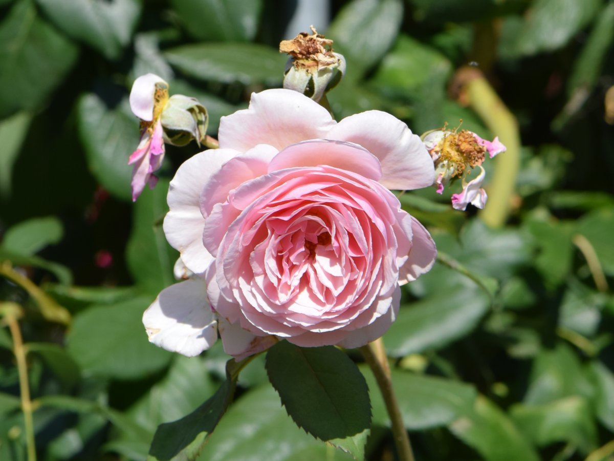 Роза А Шропшир Лэд - фото 2