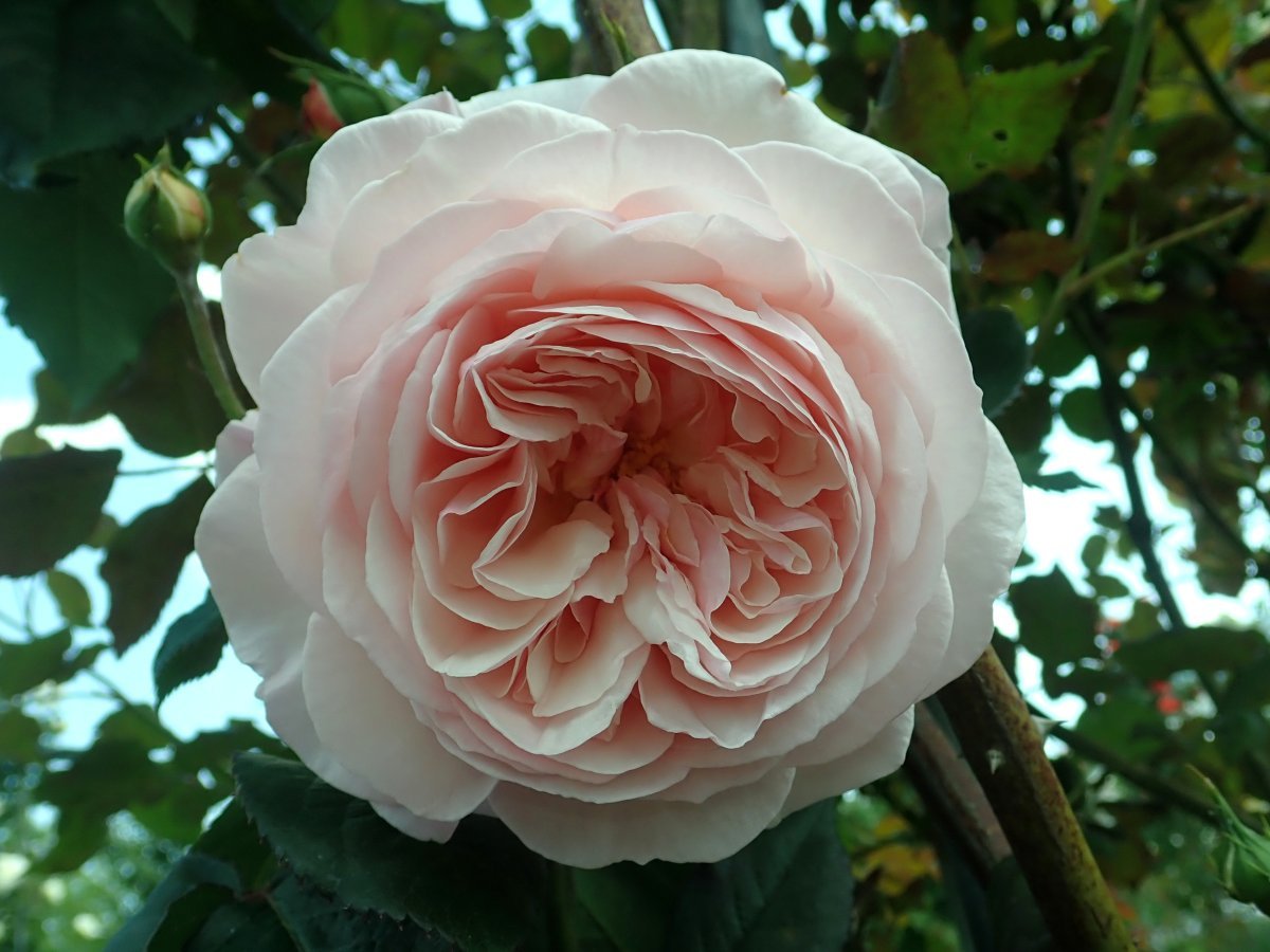 Роза А Шропшир Лэд - фото 9