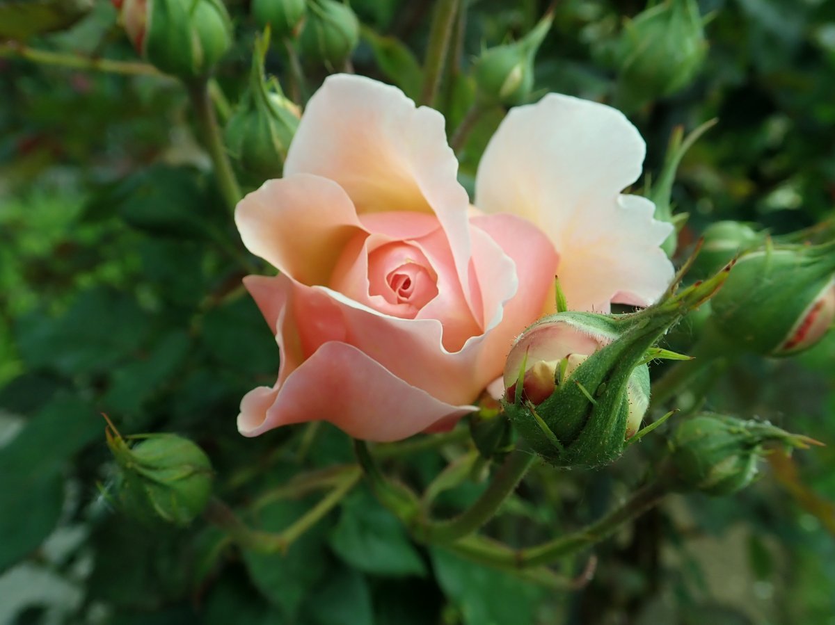 Роза А Шропшир Лэд - фото 5