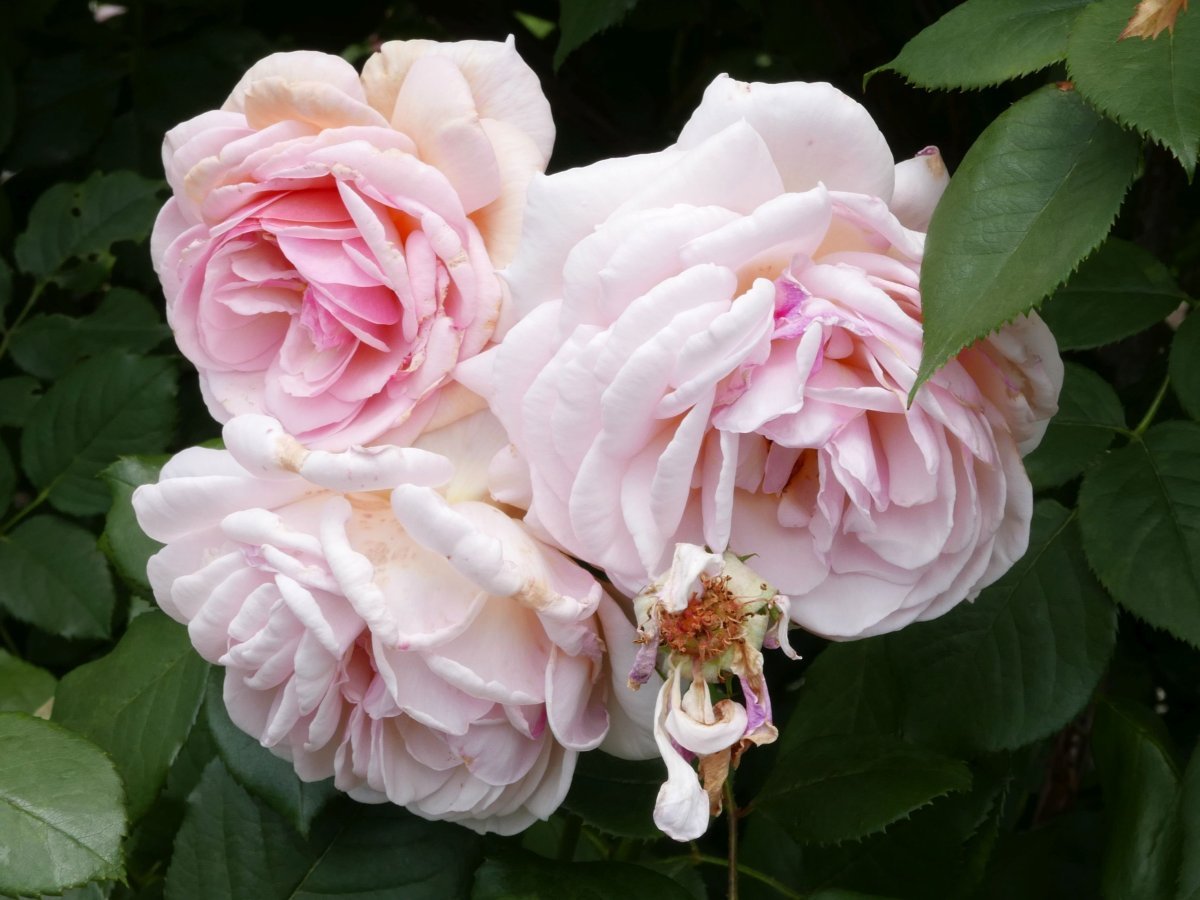 Роза А Шропшир Лэд - фото 10