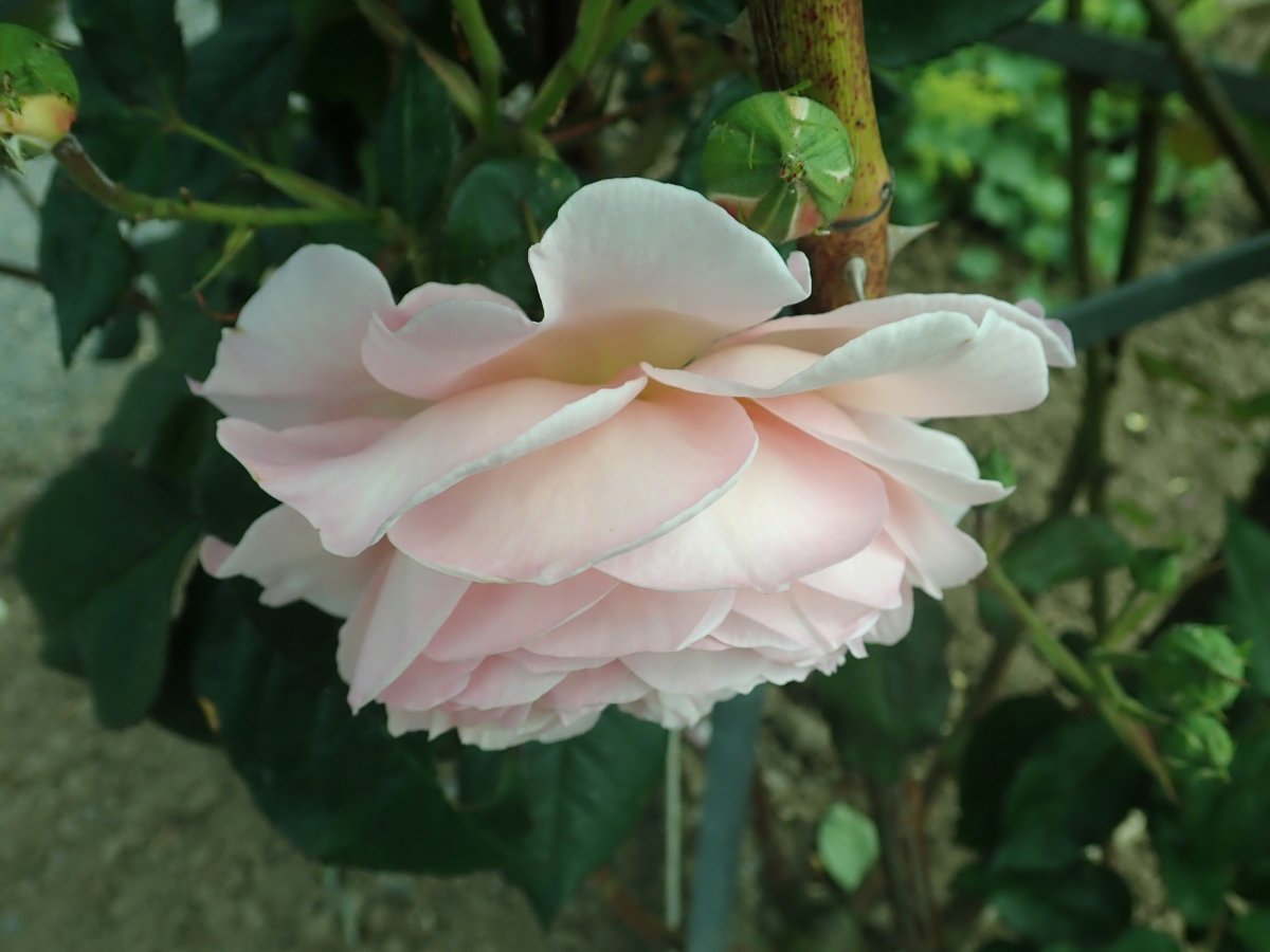 Роза А Шропшир Лэд - фото 6