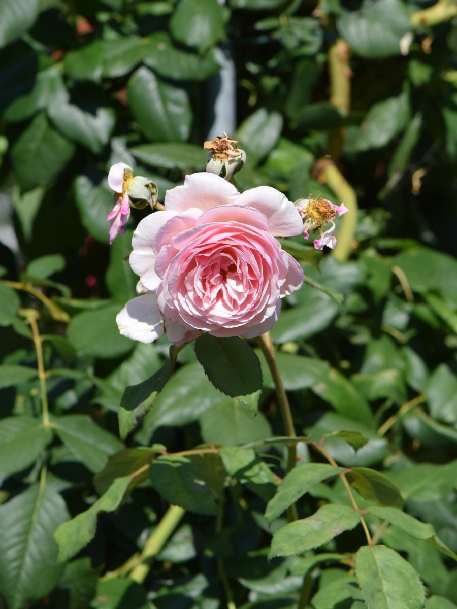 Роза А Шропшир Лэд