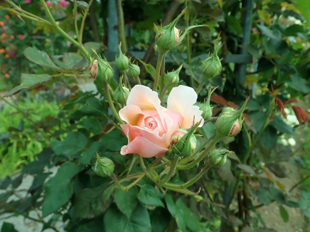 Роза А Шропшир Лэд - фото 4