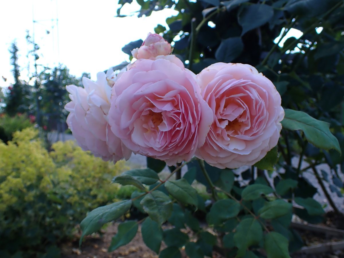 Роза А Шропшир Лэд - фото 3