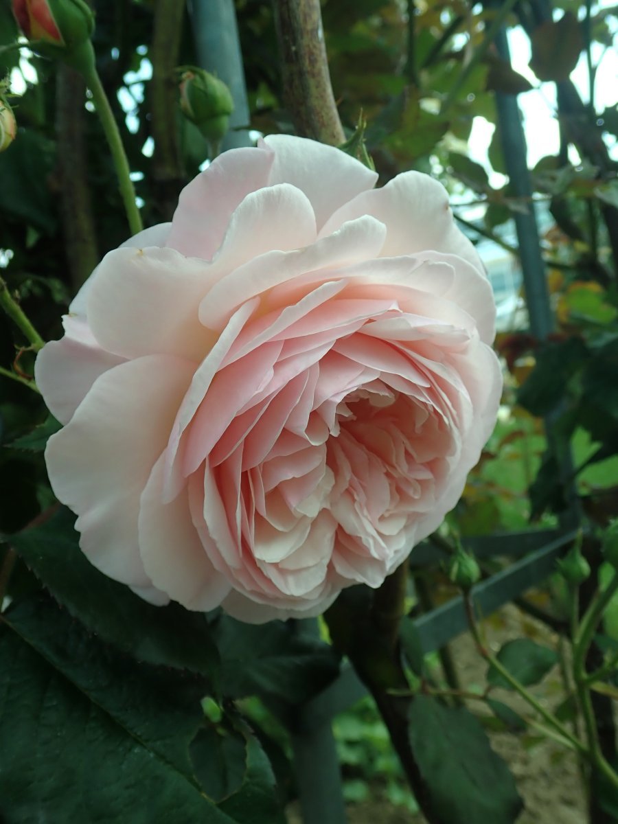 Роза А Шропшир Лэд - фото 8