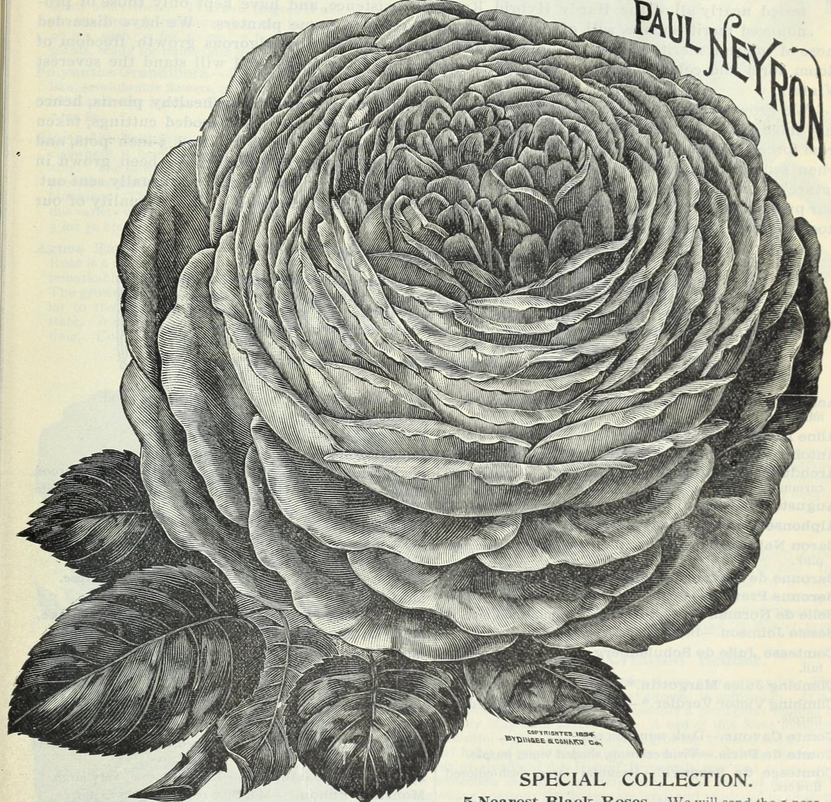 Роза флорибунда Пинк Флэш - фото 6