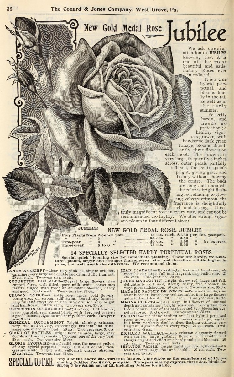 Роза флорибунда Пинк Флэш - фото 5