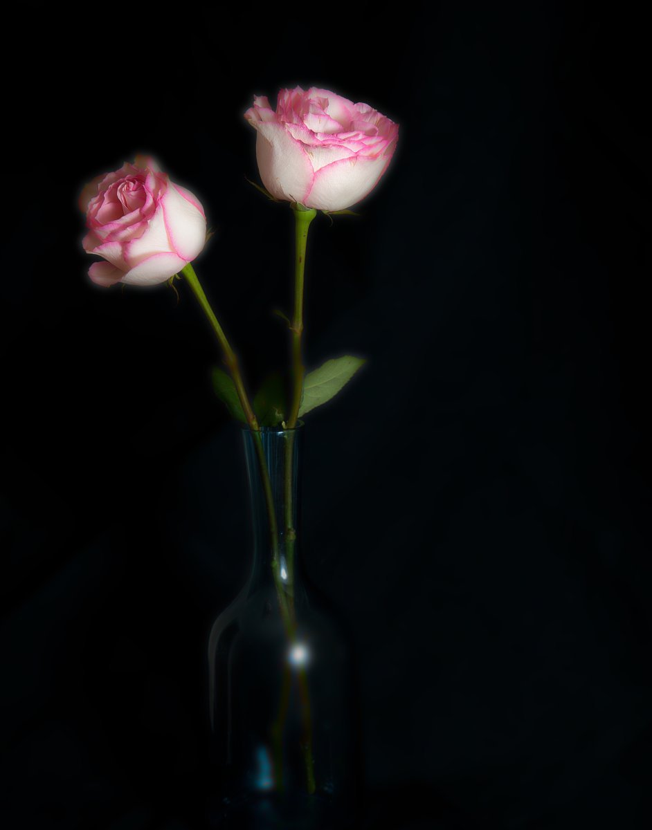 Роза флорибунда Пинк Флэш - фото 3