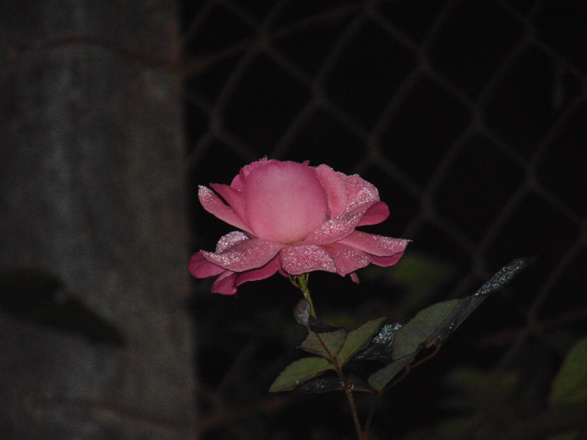 Роза флорибунда Пинк Флэш - фото 7