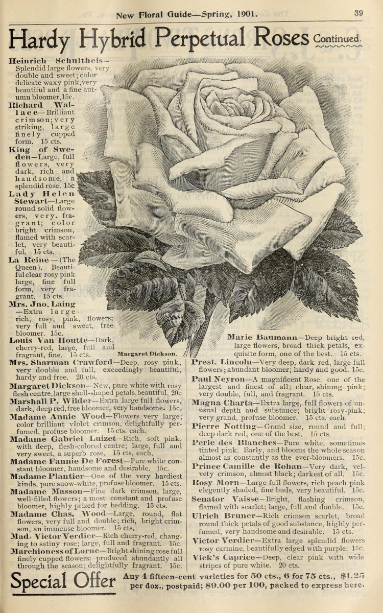 Роза флорибунда Пинк Флэш - фото 4