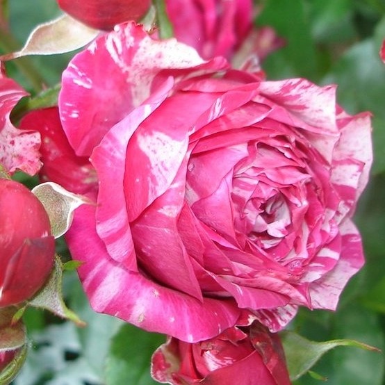 Роза флорибунда Пинк Флэш