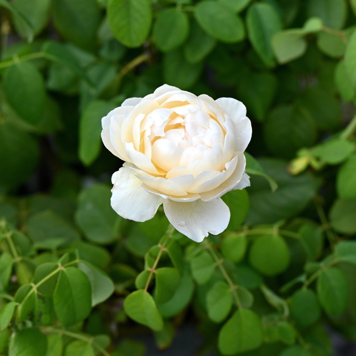 Роза Клэр Остин - фото 3