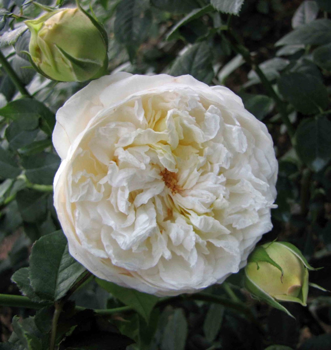 Роза Клэр Остин - фото 7